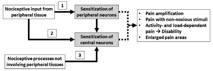 Central sensitization molecular pathways including NMDA receptor activation and wind-up