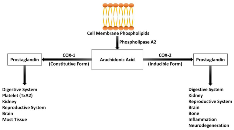 Cyclooxygenase prostaglandin synthesis pathway showing COX-1 and COX-2 enzyme activity