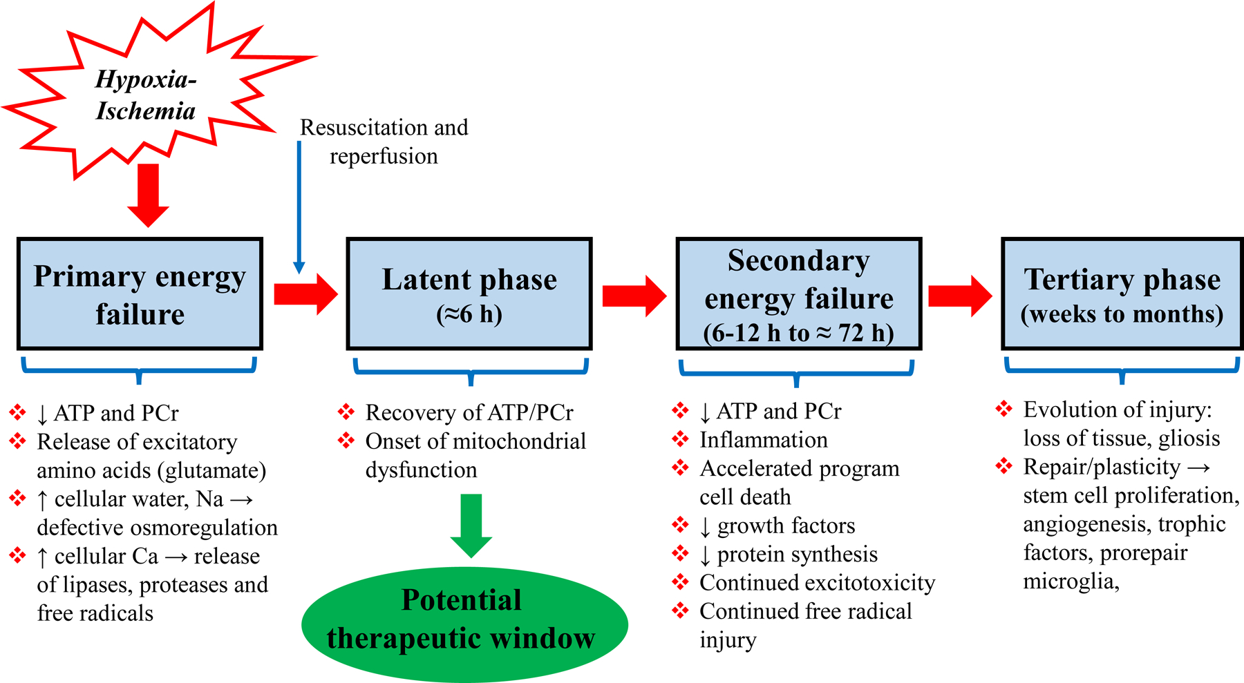Diagram showing the sequence of critical phases of altered brain metabolism after neonatal hypoxia-ischemia, including primary energy failure, latent phase, and secondary energy failure