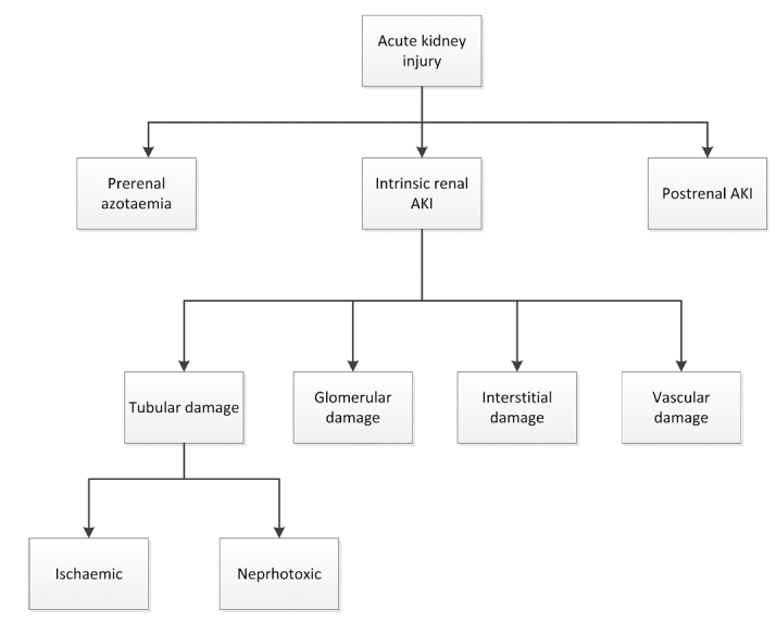 Diagram showing the three major categories of acute kidney injury: prerenal, intrinsic renal, and postrenal etiologies