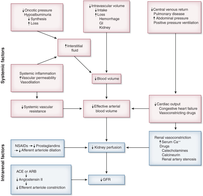 Pathophysiology of prerenal acute kidney injury showing mechanisms of decreased renal perfusion and compensatory responses