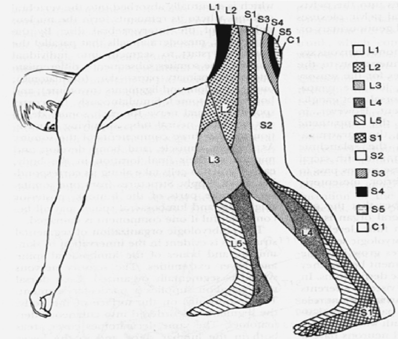 Lumbosacral dermatome map showing sensory distribution of L1 through S5 nerve roots