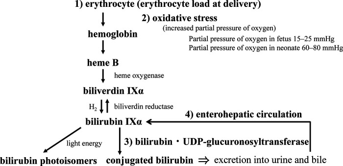 Diagram of neonatal bilirubin metabolism showing bilirubin load, oxidative stress, conjugation enzyme development, and enterohepatic circulation