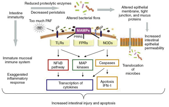 Schematic diagram summarizing the pathologic features contributing to the pathogenesis of necrotizing enterocolitis