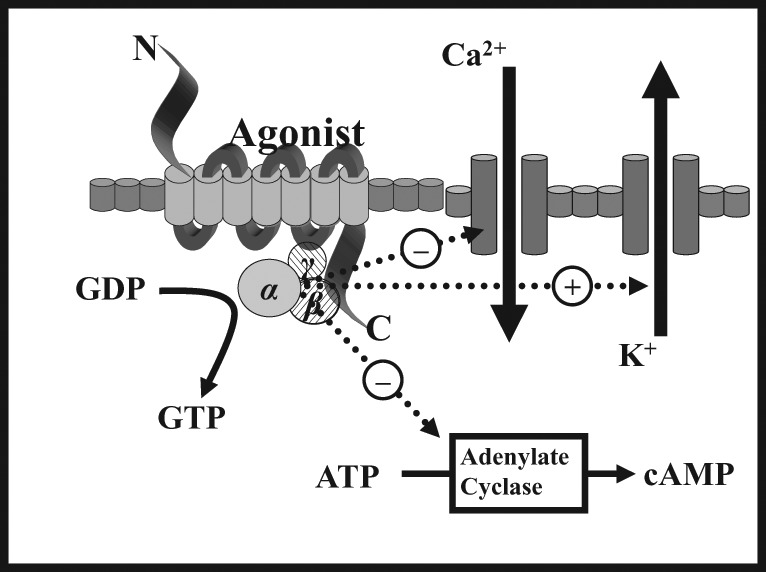 Intracellular signaling cascade following opioid receptor activation showing G-protein coupling