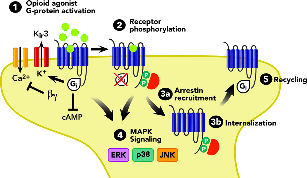 Opioid receptor signaling pathways and downstream molecular effects