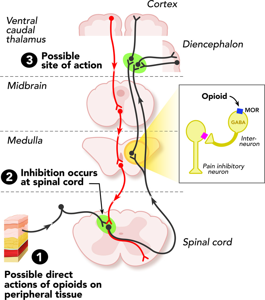 Opioid receptor sites of action throughout the central nervous system