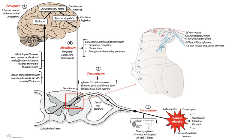 Complex pain pathways from peripheral nociceptors through the spinal cord to the cortex