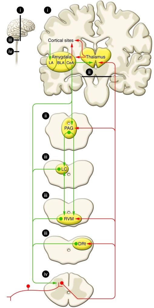 Pain modulatory circuitry diagram showing PAG, RVM, and descending pathways