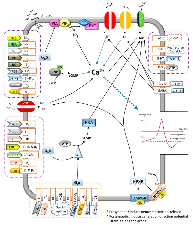 Neurotransmitter signaling pathways in pain processing at the dorsal horn synapse