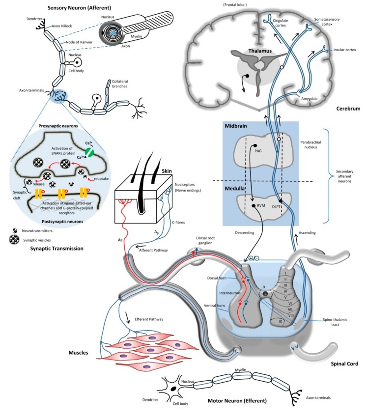 Ascending pain pathways including spinothalamic, spinoreticular, and spinomesencephalic tracts