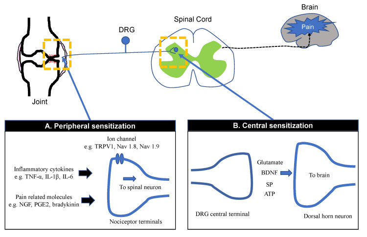 Peripheral and central sensitization mechanisms in pain processing