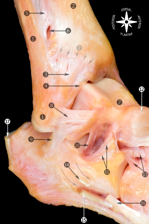 Calcaneofibular ligament crossing ankle and subtalar joints