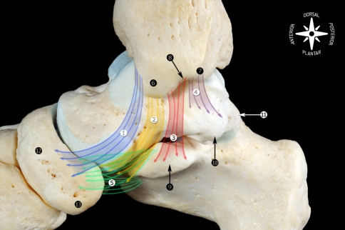 Deltoid ligament components on the medial ankle