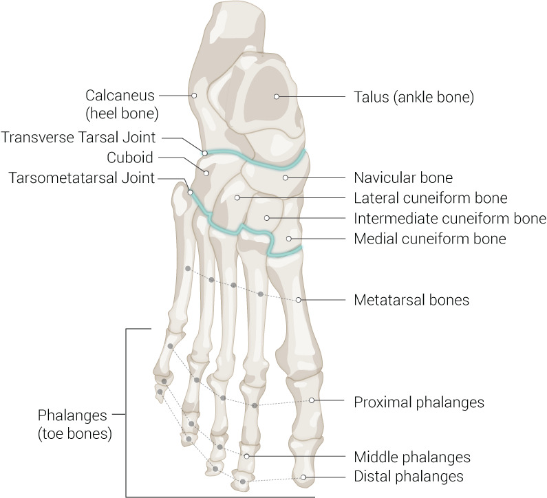 Bones of the foot showing hindfoot, midfoot, and forefoot divisions
