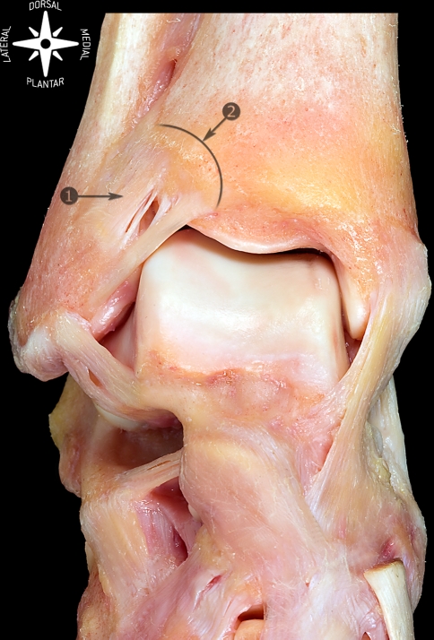 Ankle syndesmosis and anterior inferior tibiofibular ligament