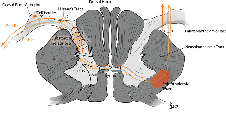 Rexed laminae of the spinal cord dorsal horn diagram