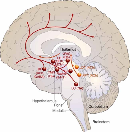 Schematic diagram of the ascending arousal system showing key wake-promoting nuclei including the locus coeruleus, dorsal raphe, tuberomammillary nucleus, and cholinergic pedunculopontine and laterodorsal tegmental nuclei projecting to the cortex and thalamus