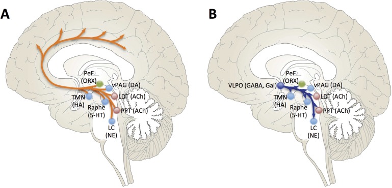 Brain networks regulating sleep and wakefulness showing hypothalamic pathways and neurotransmitter systems involved in sleep-wake regulation