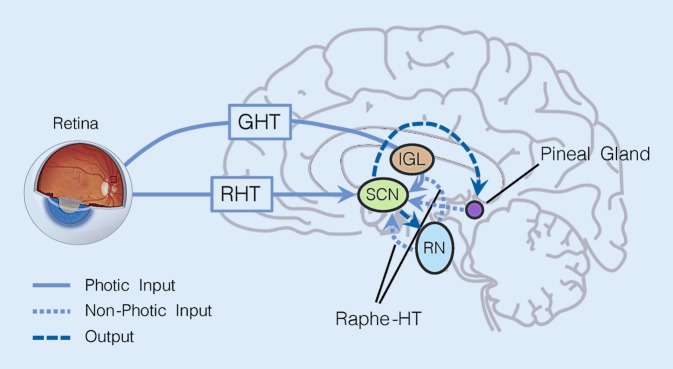 Diagram of the suprachiasmatic nucleus showing input pathways from retinohypothalamic tract and geniculohypothalamic tract and output projections to hypothalamic and brainstem targets controlling circadian rhythms