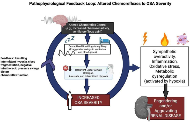 Pathophysiological feedback loop diagram illustrating relationships between altered chemoreflexes, obstructive sleep apnea, and renal disease progression through intermittent hypoxia, sympathetic activation, and oxidative stress