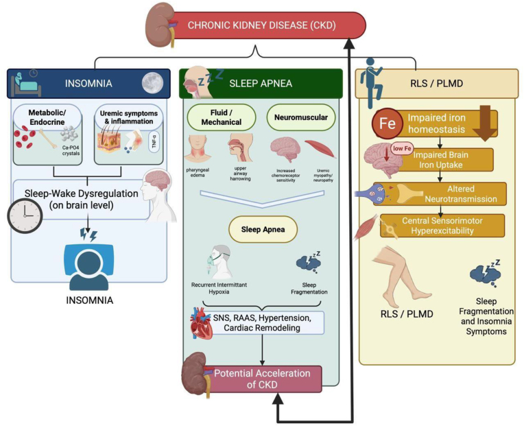 Schematic overview linking chronic kidney disease to major sleep disorders showing metabolic disturbances promoting insomnia, fluid and mechanical changes driving sleep apnea, and iron homeostasis impairment contributing to restless legs syndrome