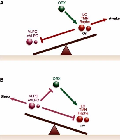 The flip-flop switch model showing mutual inhibition between VLPO sleep-promoting neurons and arousal-promoting neurons with orexin stabilization