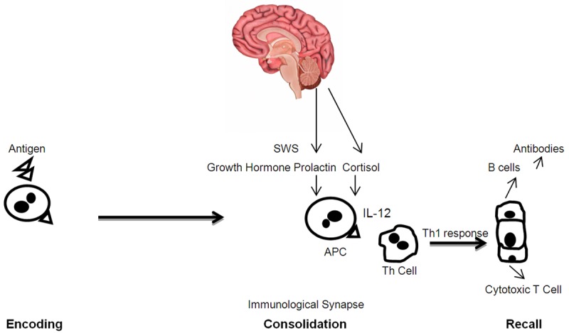 Diagram illustrating how adequate sleep supports adaptive immune responses including T-cell activation, cytokine production, and antibody generation, while sleep deprivation impairs immune surveillance