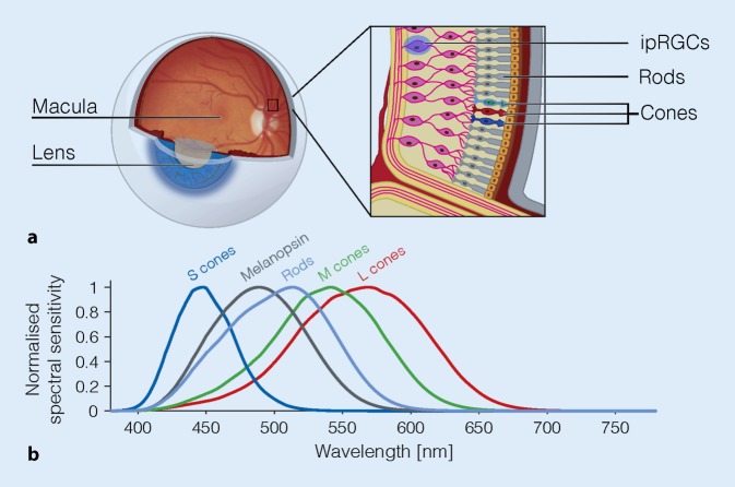 Overview of retinal photoreceptors showing cones, rods, and intrinsically photosensitive retinal ganglion cells expressing melanopsin with spectral sensitivity curves demonstrating peak sensitivity at 480 nm for circadian photoentrainment