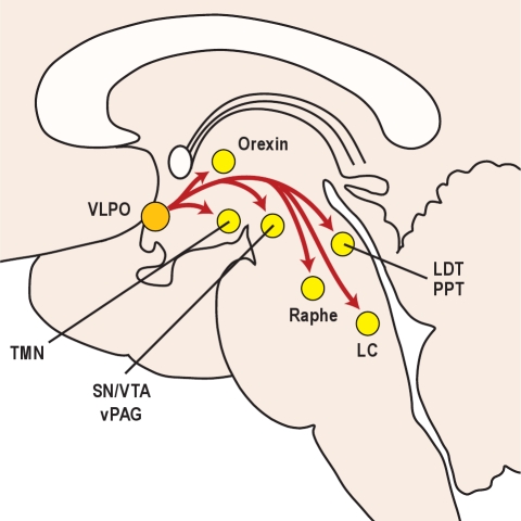 NREM sleep neural pathways showing VLPO activation and suppression of arousal centers during non-REM sleep stages