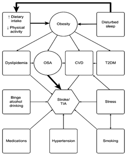 Diagram showing risk factors linking obstructive sleep apnea to cardiovascular disease including intermittent hypoxia, sympathetic activation, oxidative stress, systemic inflammation, and endothelial dysfunction