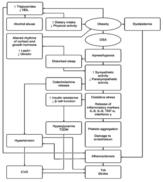 Flowchart diagram showing pathogenesis of obstructive sleep apnea leading to stroke and cardiovascular disease through intermittent hypoxia, sympathetic activation, inflammation, and endothelial dysfunction pathways