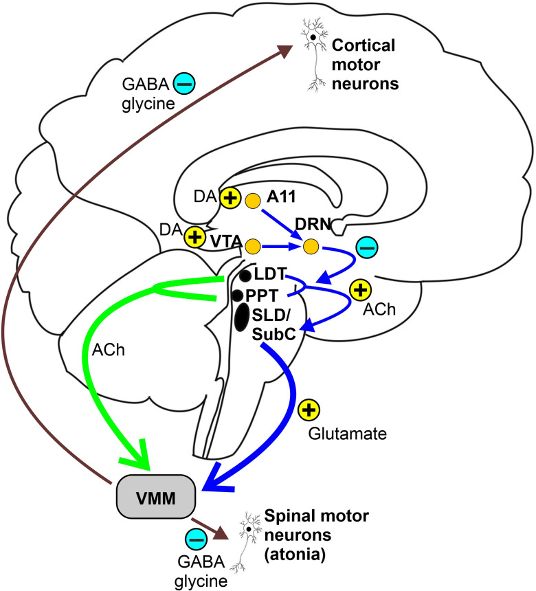Schematic diagram of neural pathways regulating REM sleep atonia showing sublaterodorsal nucleus, glycinergic and GABAergic interneurons, and dopaminergic system involvement in the generation and maintenance of skeletal muscle atonia during REM sleep