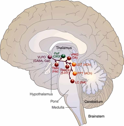 VLPO sleep-promoting projections to arousal centers including the locus coeruleus, tuberomammillary nucleus, and raphe nuclei via GABAergic and galaninergic inhibition