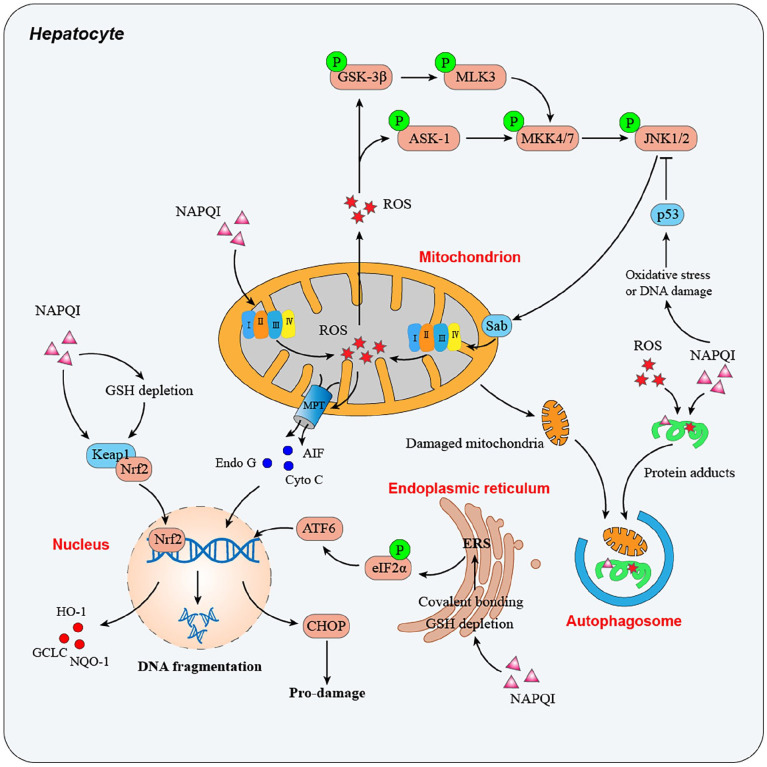 Cellular mechanisms of acetaminophen toxicity showing NAPQI adducts, mitochondrial permeability transition, and cell death pathways