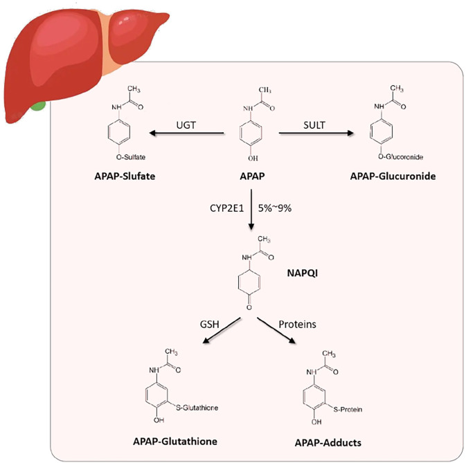 Pathways of acetaminophen hepatotoxicity including mitochondrial dysfunction, oxidative stress, and immune-mediated injury