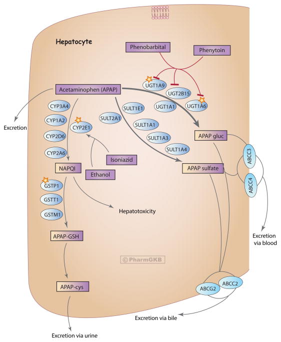 Acetaminophen metabolism pathway at therapeutic doses showing glucuronidation, sulfation, and CYP450-mediated NAPQI formation with glutathione conjugation
