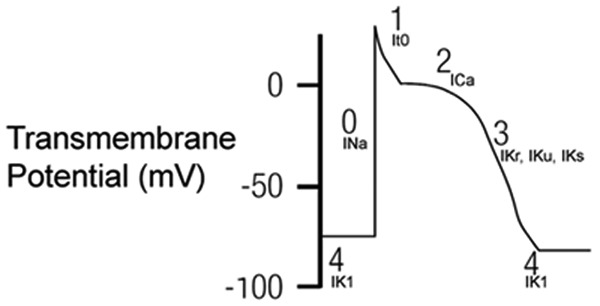 Cardiac action potential phases 0 through 4 showing sodium, calcium, and potassium ion currents and their relationship to the ECG