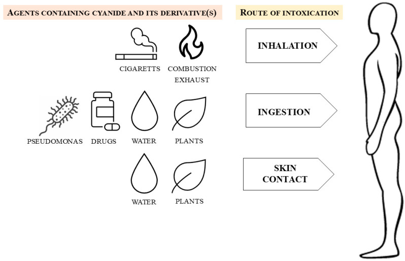 Routes of cyanide exposure including inhalation, ingestion, dermal absorption, and iatrogenic sources with relative onset times