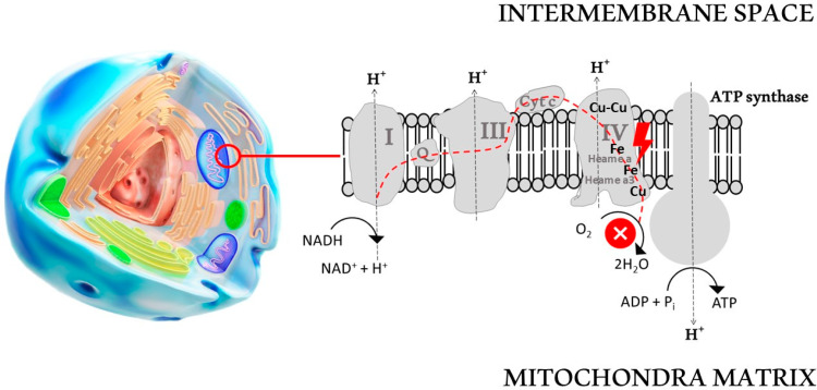 Cyanide mechanism of action showing binding to cytochrome c oxidase complex IV in the mitochondrial electron transport chain blocking aerobic respiration