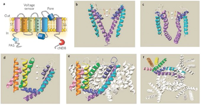 Molecular structure of the hERG potassium channel showing transmembrane domains, voltage sensor, pore region, and selectivity filter