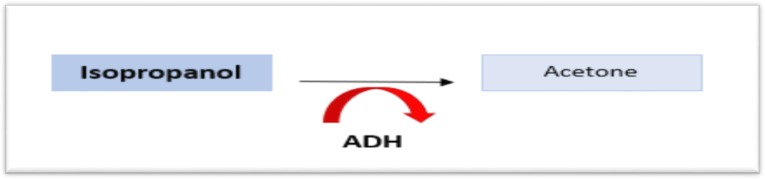 Isopropanol metabolism by alcohol dehydrogenase to acetone showing no acid metabolite production