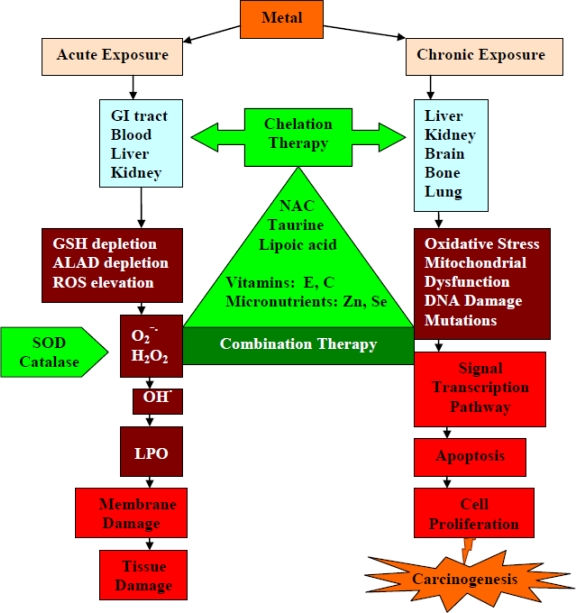 Overview of acute and chronic heavy metal exposure symptoms across organ systems with prevention and treatment strategies