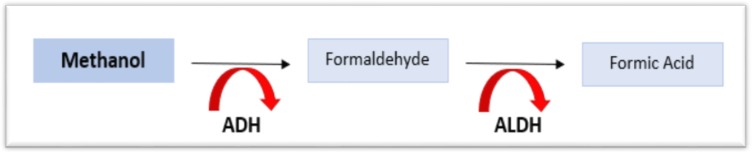 Methanol metabolism pathway showing alcohol dehydrogenase conversion to formaldehyde then formic acid with fomepizole inhibition point