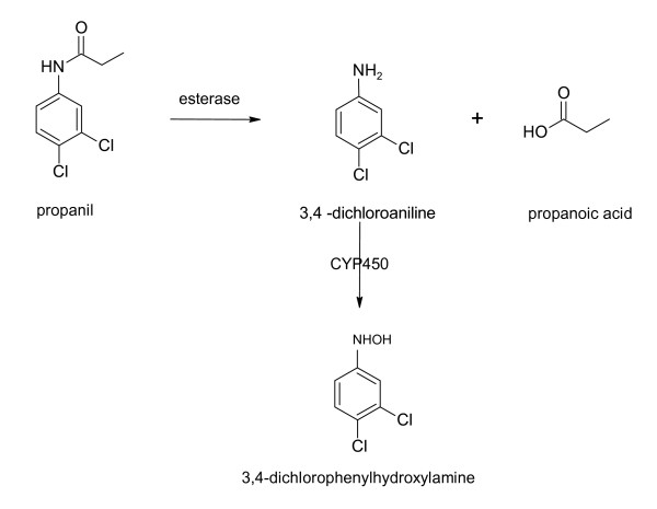 Metabolic pathway showing drug-induced methemoglobin formation and methylene blue reduction mechanism via NADPH reductase