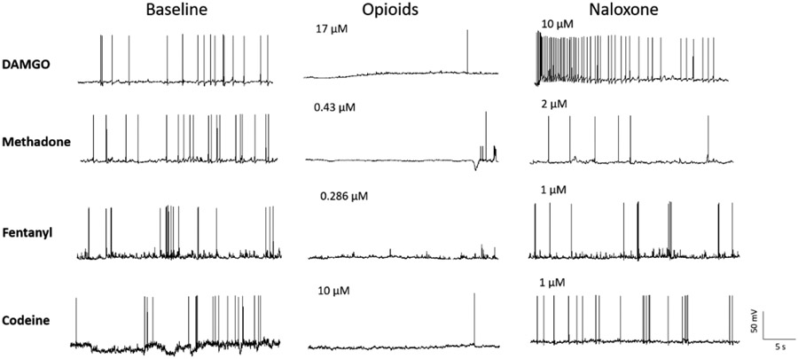 Electrophysiological traces showing neuronal activity suppression by opioid overdose and rescue with naloxone administration