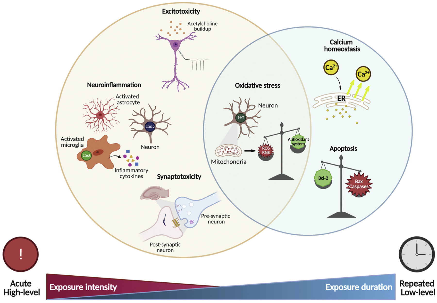 Mechanisms of organophosphate neurotoxicity showing acetylcholinesterase inhibition, aging of OP-AChE bond, and downstream effects at muscarinic and nicotinic receptors