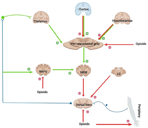 Descending pain modulation pathways showing periaqueductal gray, rostral ventromedial medulla, and dorsal horn opioid receptor locations