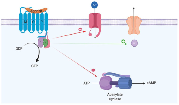 Opioid receptor signaling at the mu receptor showing Gi protein coupling, cAMP inhibition, potassium channel activation, and calcium channel inhibition