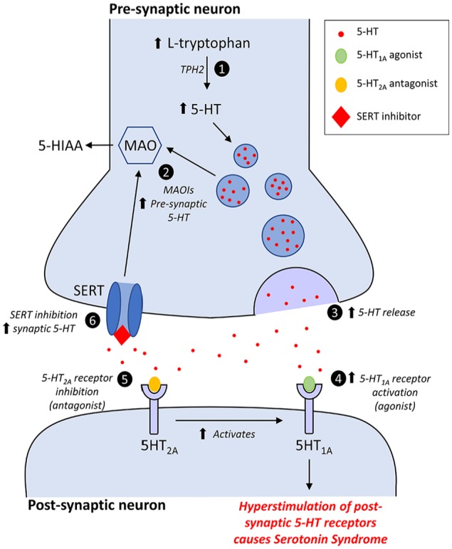 Mechanisms underlying serotonin syndrome showing serotonin synthesis, reuptake inhibition, MAO inhibition, and receptor activation at the synapse
